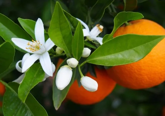 Hair removal is cosmetics